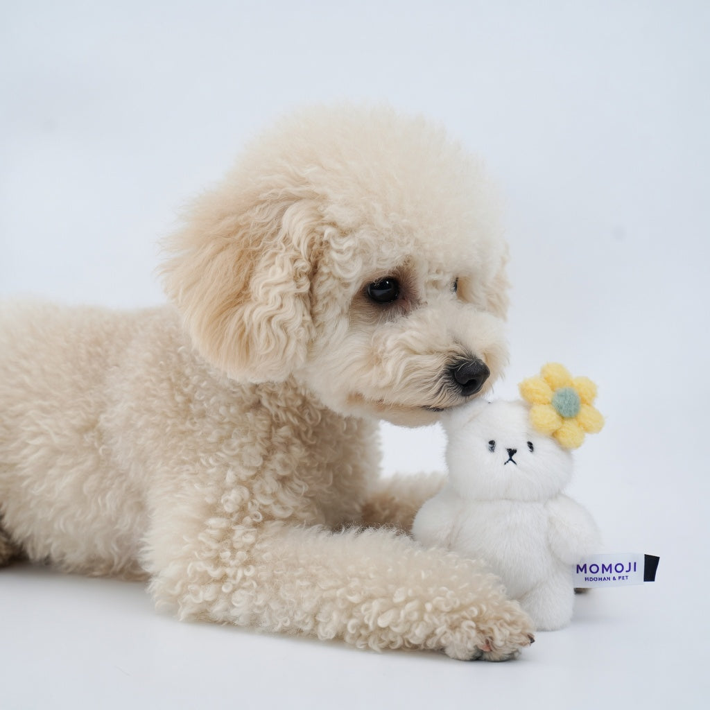 Momoji Bear Family (4-Creamy Bear | Dreamy Cloud) | Pet Plushie